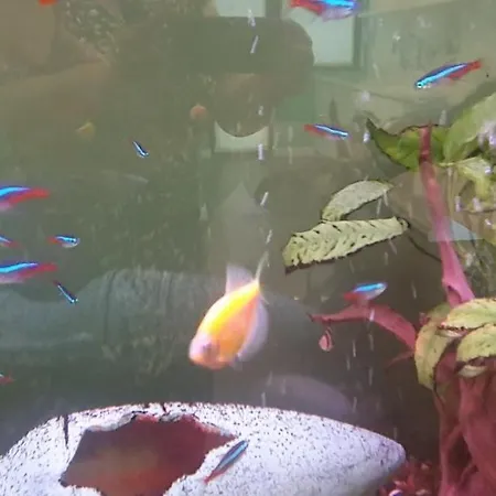 Nemos Gem * София