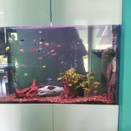 Nemos Gem