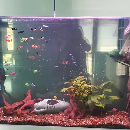 Nemos Gem Apartment *